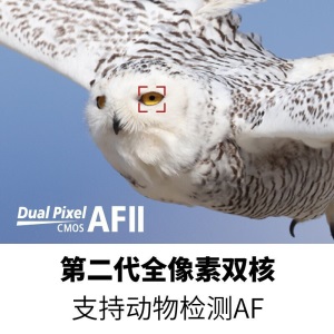 佳能（Canon）EOS R5(RF 24-105mm F4 L IS USM)